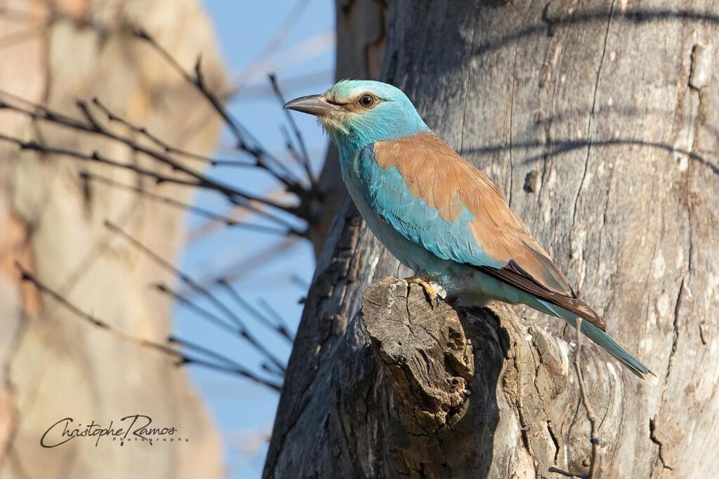 L'Oiseau Bleu Flamant Roubia Εξωτερικό φωτογραφία